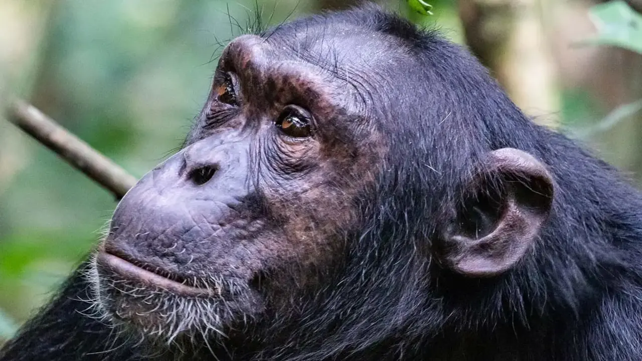 Sempanze Ngogo.webp