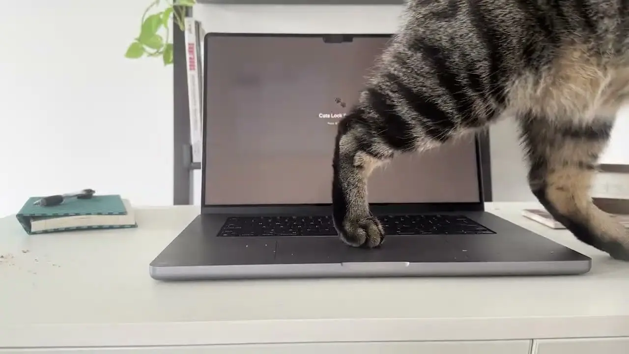 Kedi Sahibi Mac Kullanıcılarına İlaç Gibi Uygulama 3 Kedi Mac.webp
